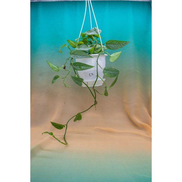 Cebu Blue Pothos 4.5" US Seller Potted RARE Epipre - Picture 2 of 2